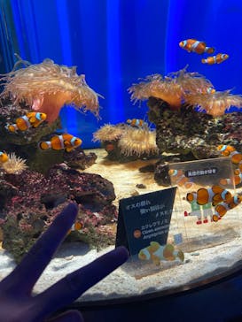 NIFREL（ニフレル）に投稿された画像（2025/8/13）