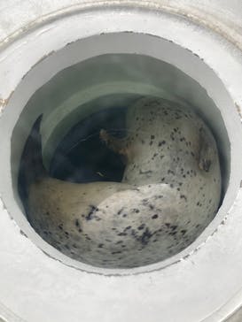 しながわ水族館に投稿された画像（2025/8/13）