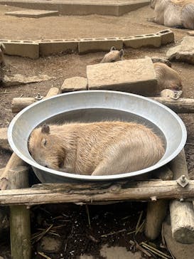 伊豆シャボテン動物公園に投稿された画像（2025/8/13）