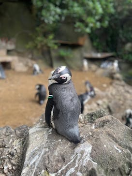 伊豆シャボテン動物公園に投稿された画像（2025/8/13）