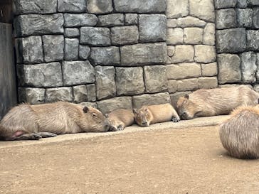 伊豆シャボテン動物公園に投稿された画像（2025/8/13）