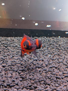 錦鯉・金魚アクアリウム in ときメッセに投稿された画像（2025/8/13）