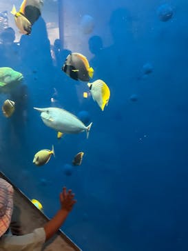 環境水族館アクアマリンふくしまに投稿された画像（2025/8/13）