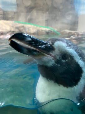 新江ノ島水族館に投稿された画像（2025/8/13）