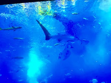 沖縄美ら海水族館に投稿された画像（2025/8/13）