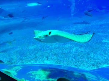 沖縄美ら海水族館に投稿された画像（2025/8/13）
