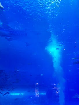 沖縄美ら海水族館に投稿された画像（2025/8/13）