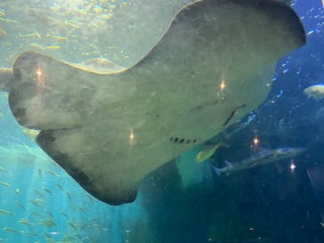 越前松島水族館に投稿された画像（2025/8/13）