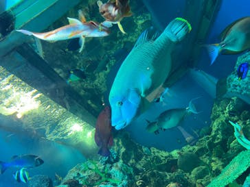 越前松島水族館に投稿された画像（2025/8/13）
