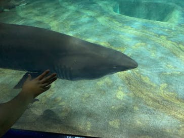 アクアワールド茨城県大洗水族館に投稿された画像（2025/8/13）
