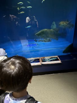 伊豆・三津シーパラダイスに投稿された画像（2025/8/13）