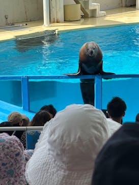 伊豆・三津シーパラダイスに投稿された画像（2025/8/13）