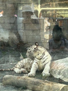 東武動物公園に投稿された画像（2025/8/13）