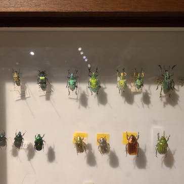 体感するファーブル昆虫展in横浜赤レンガ倉庫に投稿された画像（2025/8/13）