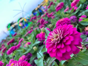 せんだい農業園芸センター　みどりの杜に投稿された画像（2025/8/13）