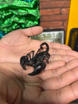 いきもの探検隊上尾に投稿された画像（2025/8/13）