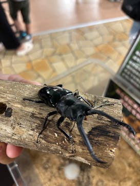 いきもの探検隊上尾に投稿された画像（2025/8/13）