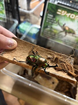 いきもの探検隊上尾に投稿された画像（2025/8/13）