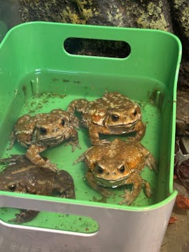 いきもの探検隊上尾に投稿された画像（2025/8/13）