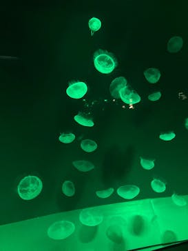 サンシャイン水族館に投稿された画像（2025/8/13）