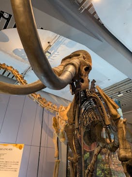 巨大恐竜展2025に投稿された画像（2025/8/13）