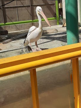 東武動物公園に投稿された画像（2025/8/13）