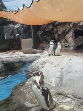 東武動物公園に投稿された画像（2025/8/13）