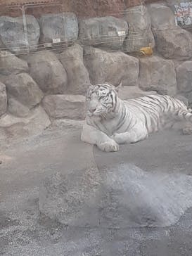 東武動物公園に投稿された画像（2025/8/13）