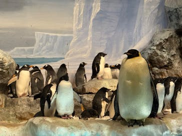 名古屋港水族館に投稿された画像（2025/8/13）