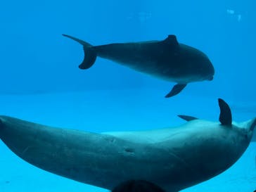 名古屋港水族館に投稿された画像（2025/8/13）