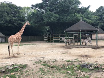 東武動物公園に投稿された画像（2025/8/13）