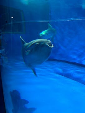 アクアワールド茨城県大洗水族館に投稿された画像（2025/8/13）