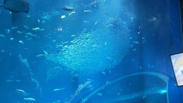 アクアワールド茨城県大洗水族館に投稿された画像（2025/8/13）