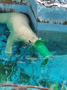 天王寺動物園に投稿された画像（2025/8/13）