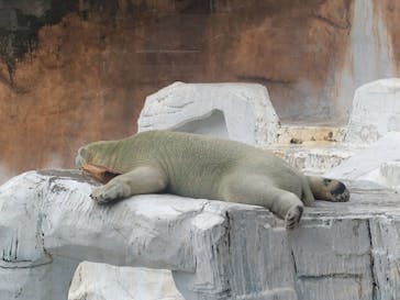 天王寺動物園に投稿された画像（2025/8/13）