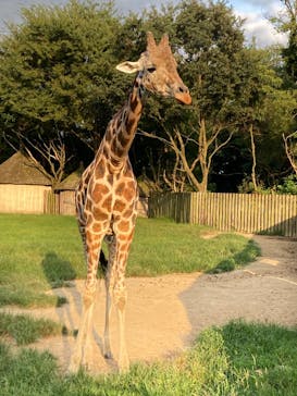 東武動物公園に投稿された画像（2025/8/13）
