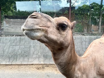 群馬サファリパークに投稿された画像（2025/8/13）