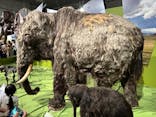特別展「氷河期展 〜人類が見た4万年前の世界〜」（国立科学博物館）に投稿された画像（2025/8/14）