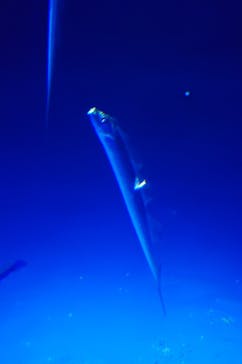 大分マリーンパレス水族館 「うみたまご」に投稿された画像（2025/8/13）