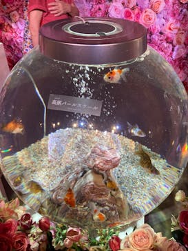 錦鯉・金魚アクアリウム in ときメッセに投稿された画像（2025/8/13）