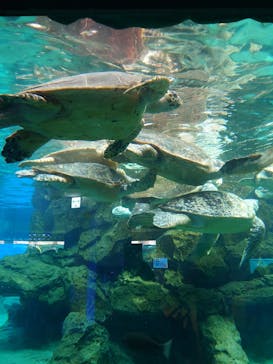 名古屋港水族館に投稿された画像（2025/8/13）