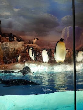名古屋港水族館に投稿された画像（2025/8/13）
