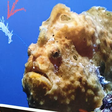 上越市立水族博物館 うみがたりに投稿された画像（2025/8/13）