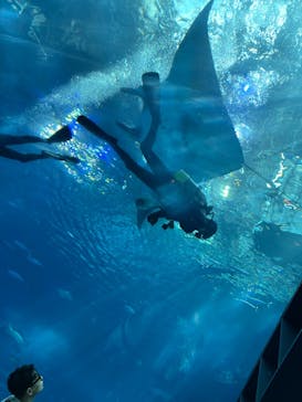 沖縄美ら海水族館に投稿された画像（2025/8/13）