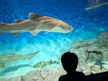 アクアワールド茨城県大洗水族館に投稿された画像（2025/8/13）
