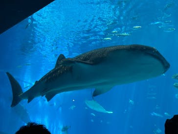 沖縄美ら海水族館に投稿された画像（2025/8/13）