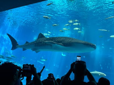 沖縄美ら海水族館に投稿された画像（2025/8/13）
