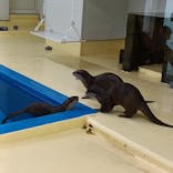 越前松島水族館に投稿された画像（2025/8/14）