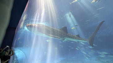 沖縄美ら海水族館に投稿された画像（2025/8/13）