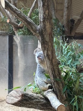 名古屋市東山動植物園に投稿された画像（2025/8/14）